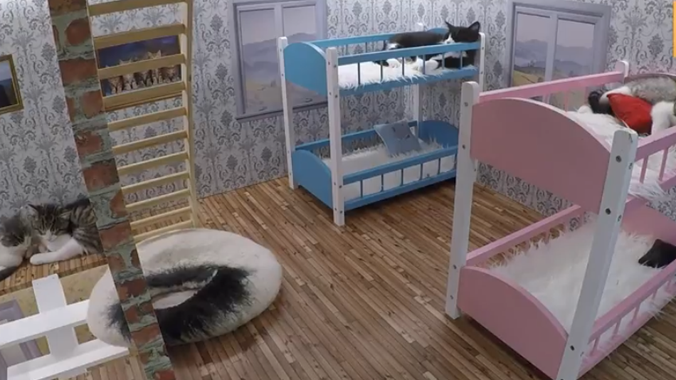 Tiny kitten livestream from tiny house is what you need right meow