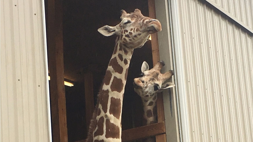 4 Marketing Lessons Entrepreneurs Can Learn From April the Giraffe