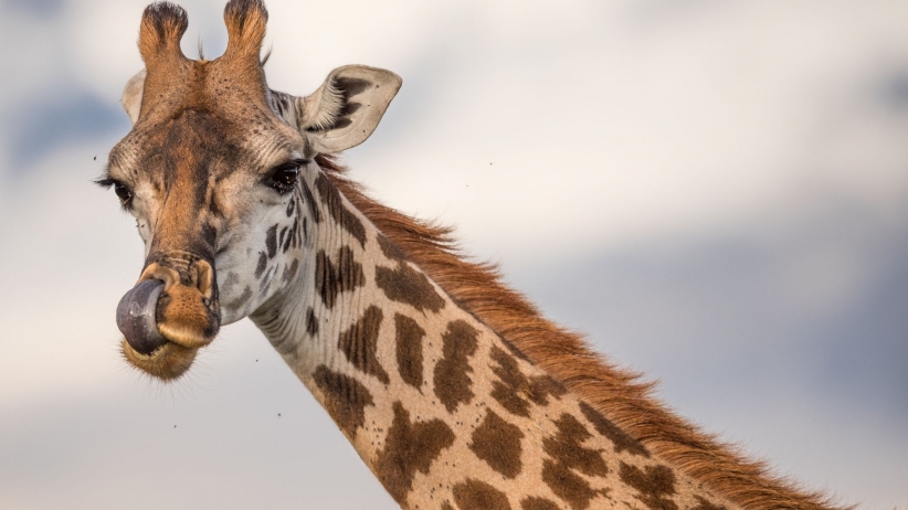 3 Powerful Marketing Elements Fueling the Mania for April the Giraffe