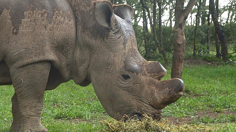 The World’s Last Male Northern White Rhino Has Joined Tinder