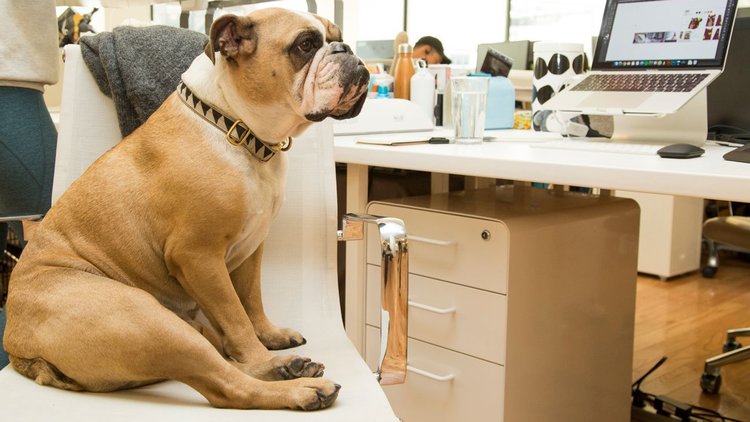 Tour the Leash-Optional Offices of Bark + Co.