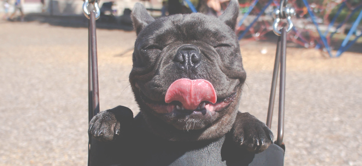 8 Dogs That Are Better at Instagram Than You