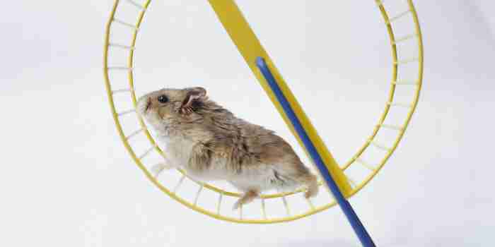 How To Build Business Momentum and Escape the ‘6-Figure Hamster Wheel’